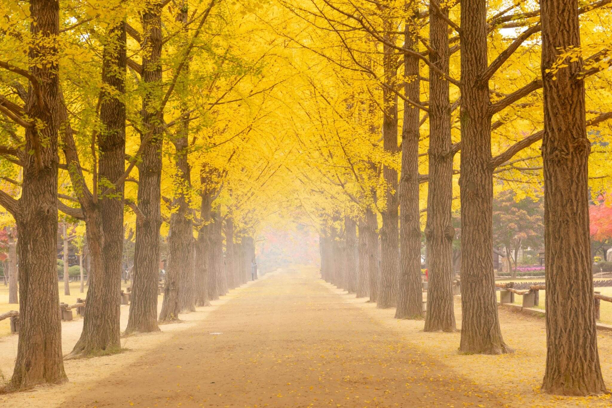 4N4Đ - HÀN QUỐC SEOUL - NAMI – LOTTE WORLD