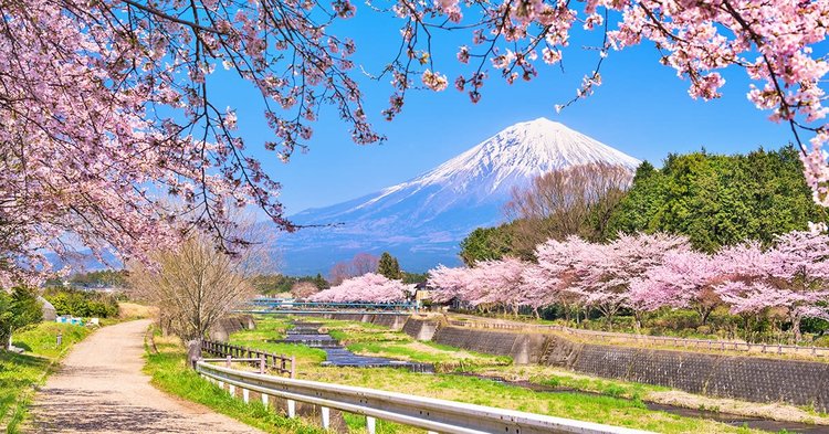 6N5Đ - TRĂM HOA ĐUA NỞ OSAKA – KYOTO – NAGOYA – PHÚ SĨ  – TOKYO