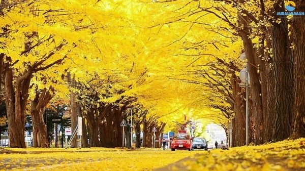 5N4D - TOKYO - PHÚ SĨ – ĐẠI LỘ ICHO NAMIKI