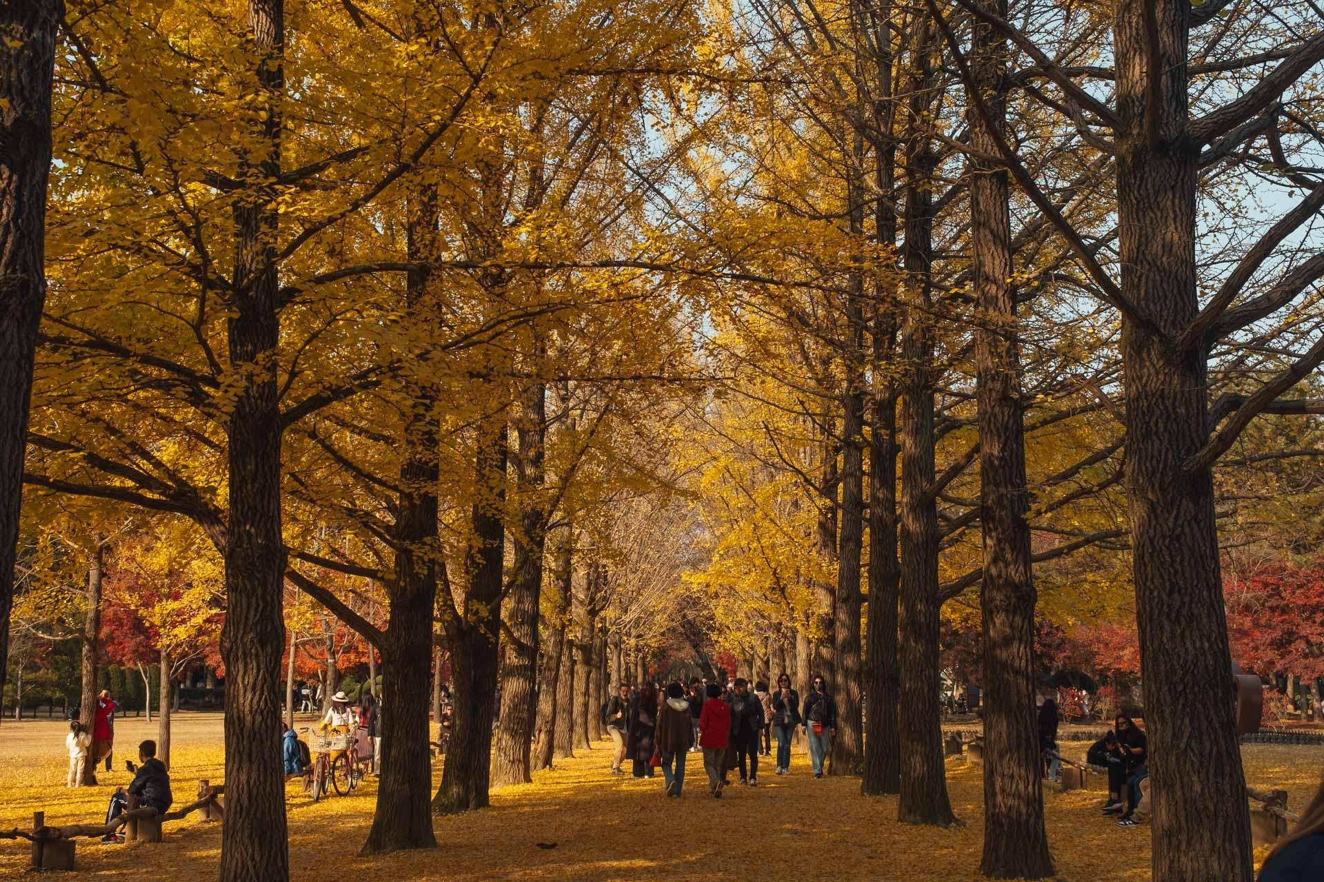 4N4Đ - HÀN QUỐC SEOUL - NAMI – LOTTE WORLD